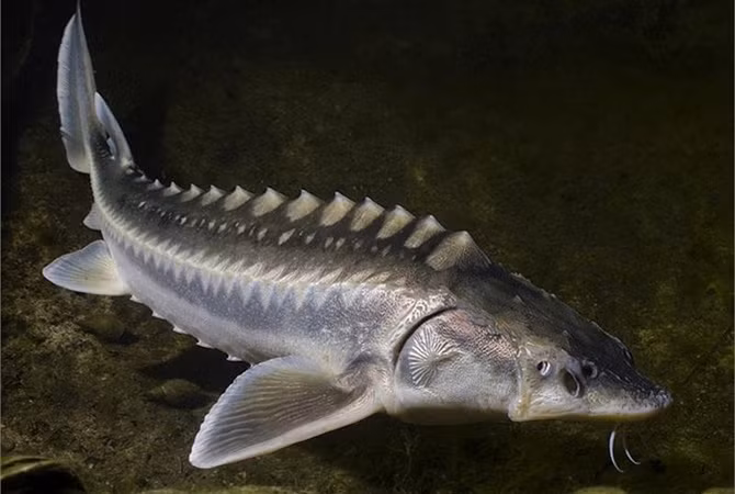 Trong khi đó, có ý kiến cho rằng, quái vật hồ Loch Ness là loài cá bản địa - cá tầm. Cá tầm có thể nặng vài trăm pound, lưng có những đường gờ, khiến chúng trông gần giống như những loài bò sát.