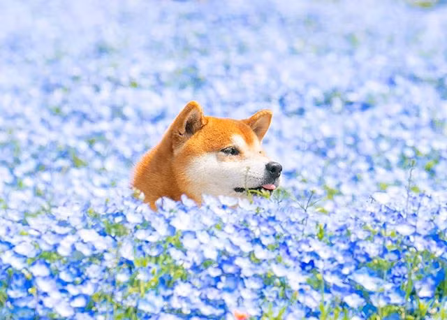 Những ngày gần đây, những hình ảnh của chú chó đáng yêu Hachi, một chú chó Shiba Inu siêu đáng yêu đang được cư dân mạng lan truyền nhanh chóng.