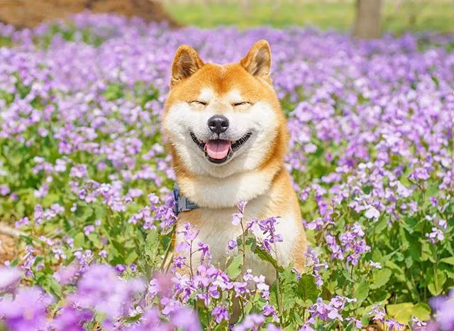Được biết, chủ nhân của Hachi là nhiếp ảnh gia người Nhật Masayo Ishizuki.