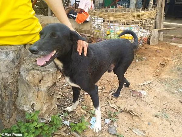 Thấy chó cưng đào bới điên cuồng, phát hiện điều rùng rợn - Hình 2 Thay cho cung dao boi dien cuong, phat hien dieu rung ron-Hinh-2