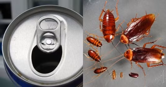 Lấy 1 lon bia, làm theo cách này để diệt gián Lay 1 lon bia, lam theo cach nay de diet gian