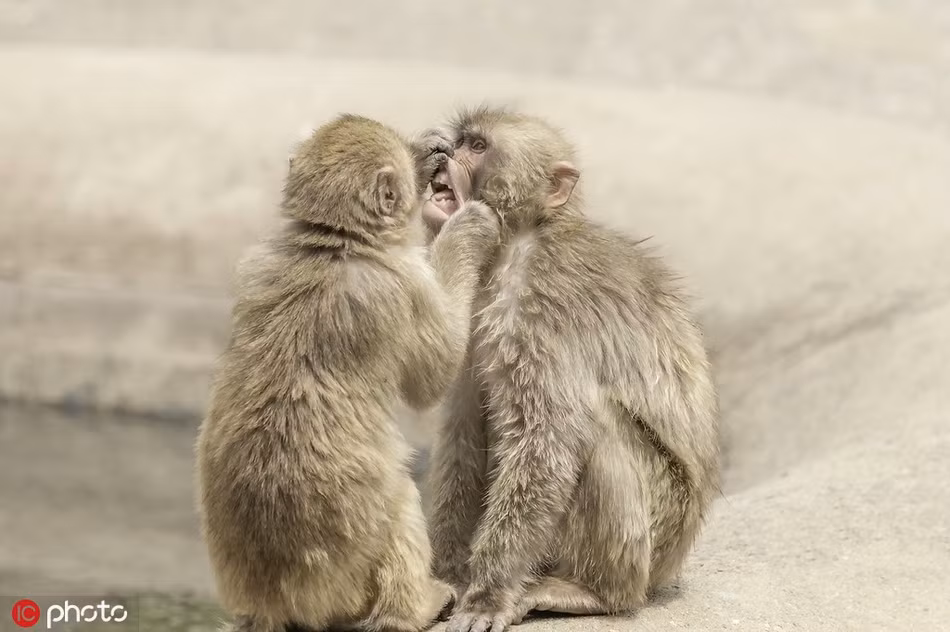 Khỉ Macaca có cấu trúc xã hội và cấp bậc rất phức tạp. Bình thường chúng đối xử khá thân thiện và vui vẻ với nhau.