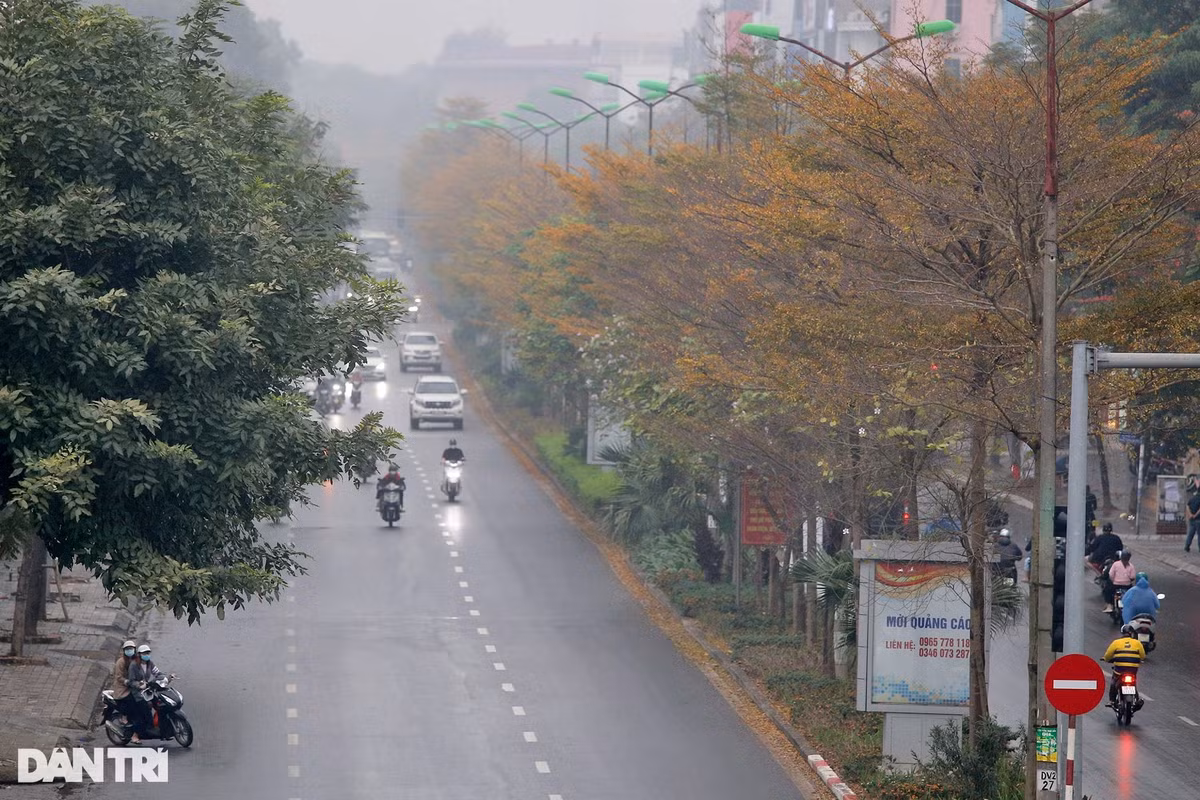 Hàng cây bàng lá nhỏ vàng ươm những tán lá trên phố Nguyễn Khánh Toàn.