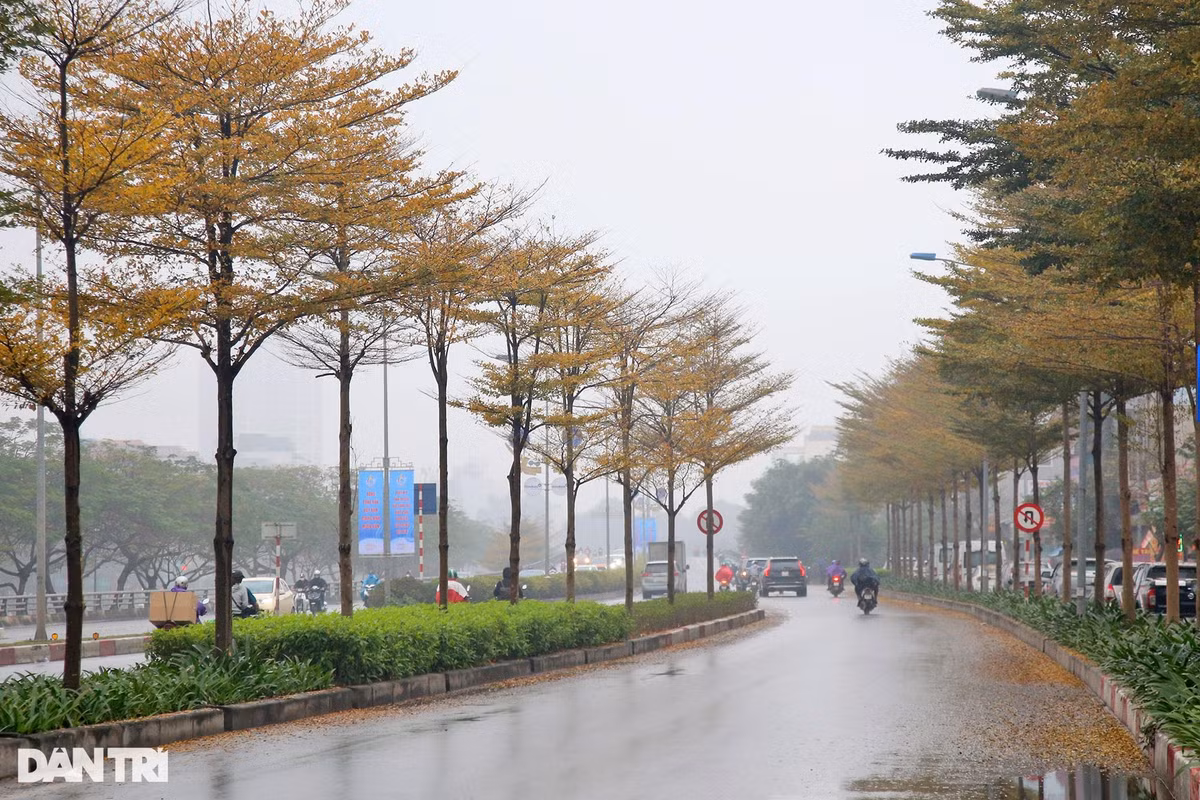 Hàng cây bàng lá nhỏ (bàng Đài Loan) chuyển màu vàng rực đoạn đầu của đường trên cao, đường Bưởi.