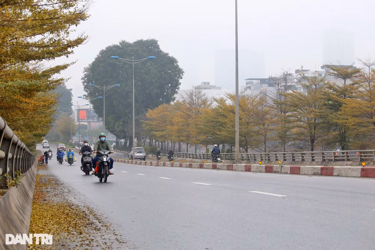 Cây có tán lá đẹp, nhỏ gọn, các cành ngắn, mọc theo hướng chếch lên tạo vòm tán vừa phải, không tốn nhiều diện tích, phù hợp trong điều kiện không gian ngày càng bị thu hẹp. Bàng lá nhỏ có quả nhỏ, lá nhỏ nên khi rụng ít gây ô nhiễm hơn cây bàng ta.