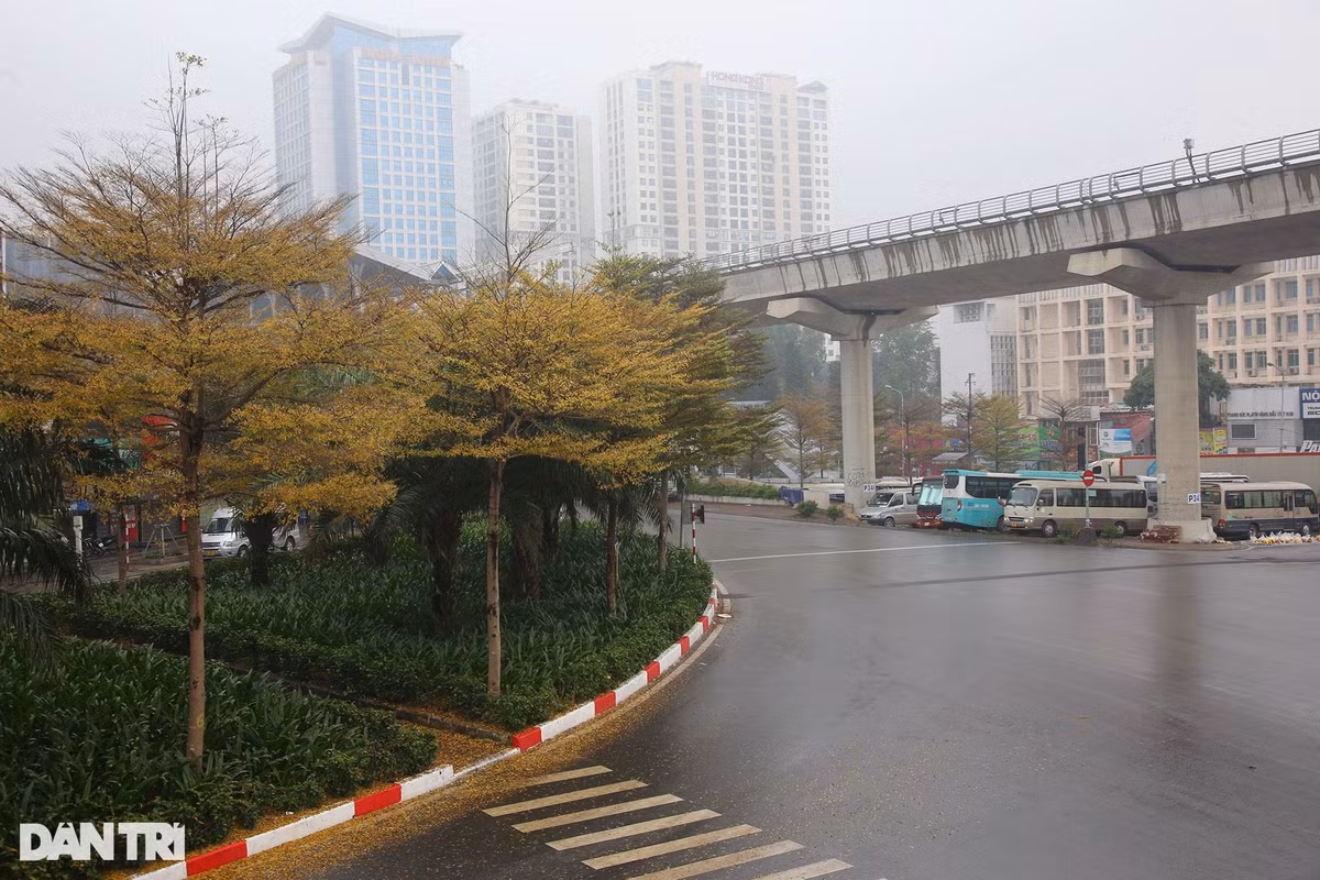 Cây vừa làm cho không gian thêm mát mẻ vừa lọc khí độc hại trả lại bầu không khí trong lành, mà nhờ có dáng thẳng nên sẽ hạn chế được việc cây gẫy đổ do mưa bão từ đó giảm chi phí chăm sóc, cắt tỉa cây. Cây phù hợp với khí hậu nhiệt đới, do đó rất hợp với thời tiết ở Việt Nam.