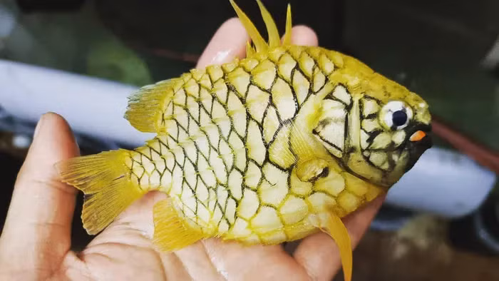 Với ngoại hình xù xì và sắc nhọn, chúng trông như những xe bọc thép giữa biển khơi và ít kẻ săn mồi nào có thể tấn công được.