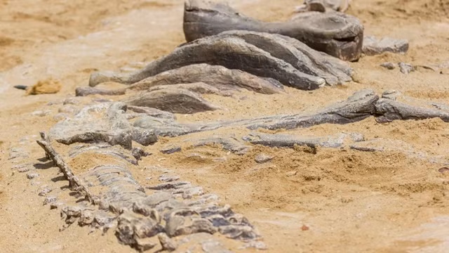 Đây là một loài Aetosaur, thằn lằn chúa bọc thép đã tuyệt chủng, có họ hàng gần với cá sấu.