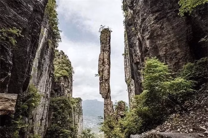 Kích thước của Gigantopithecus blacki tương đương với một con gấu lớn. Sinh vật bí ẩn này cao lên tới 5m và nặng hơn nửa tấn, là linh trưởng lớn nhất từng biết đến.