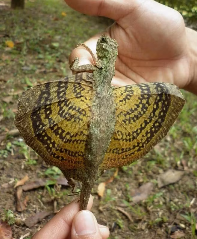 1. Tắc kè bay đốm (Dacro maculates) có màng da rộng giữa hai chân, có thể bay từ cây này qua cây khác để tìm kiếm thức ăn và lẩn tránh kẻ thù. Loài động vật kỳ dị này còn có thể hóa trang vào môi trường một cách vô cùng tinh vi.