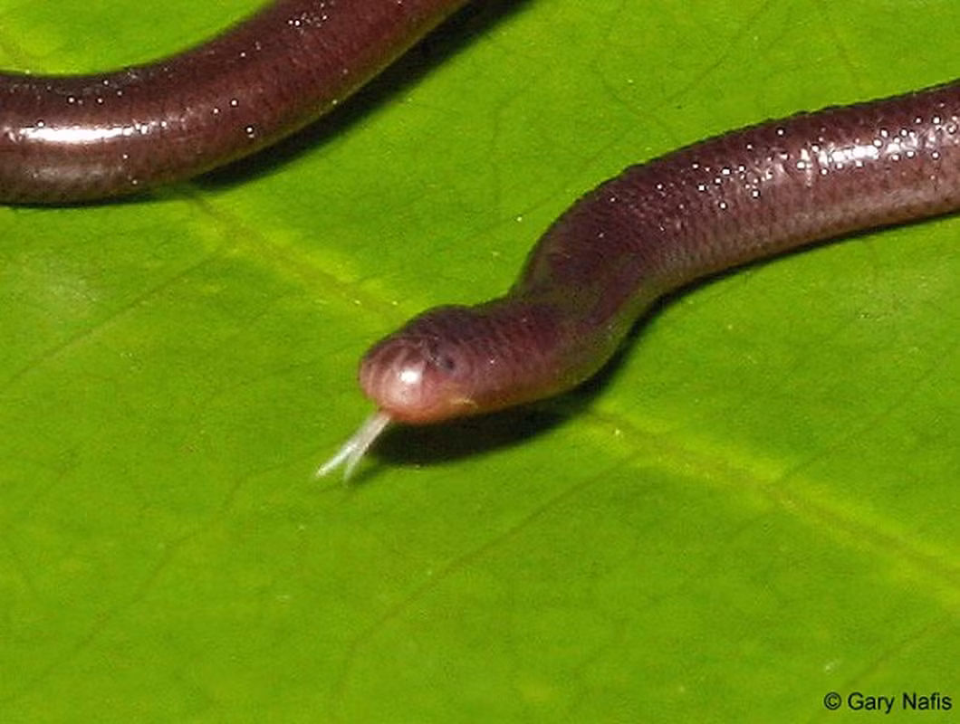 2. Rắn giun (Ramphotypholops braminus) là một loài rắn thực thụ nhưng lại có hình dáng giống như một con giun. Rắn giun có màu nâu đen gần giống màu giun đất nhưng sậm hơn.