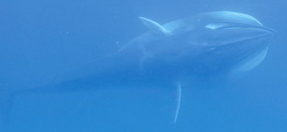 Cá voi Omura (Balaenoptera omurai) là một loài cá voi trong họ cá voi lưng xám, có rất ít thông tin về loài này.