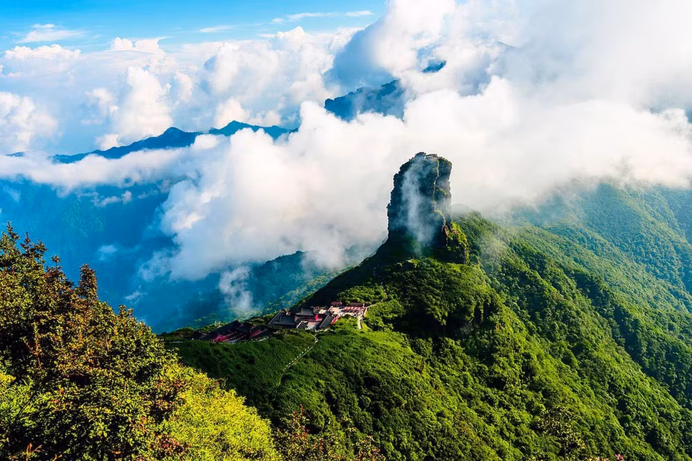 Cây chè cổ thụ Bạch Long mọc ở độ cao 2.400-2.700m, trong môi trường khắc nghiệt với thời tiết lạnh, tuyết phủ và đất đóng băng.