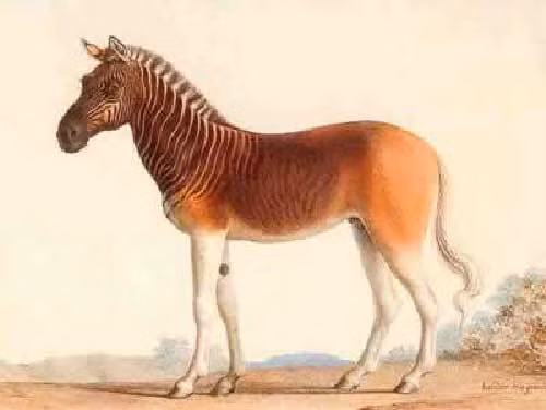 7. Ngựa Vằn Quagga tuyệt chủng từ năm 1883 do săn bắn. Loài này sống ở châu Phi, sọc tập trung ở phần trước cơ thể.