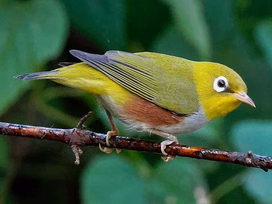 2. Vành khuyên sườn hung (Zosterops erythropleurus): Dài 11-12 cm, là loài chim trú đông không phổ biến ở Tây Bắc và Đông Bắc, di cư qua Đông Bắc Việt Nam.