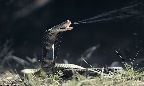 Rắn hổ mang chúa có khả năng giáng một vết cắn tử vong. Theo ước tính, lượng nọc độc tiết ra trong một vết cắn có khả năng giết chết một con voi trưởng thành và gây tử vong cho khoảng 20 người trưởng thành nếu không được chữa trị.