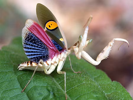 3. Bọ ngựa cánh xanh (Creobroter germmata) - Mặc dù có vẻ đẹp lộng lẫy, nhưng chúng là những tên sát thủ tài năng.