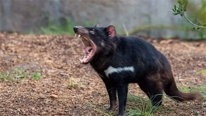 Quỷ Tasmania, có kích thước gần bằng một con chó nhỏ, được mệnh danh là "sát thủ ăn thịt" ở Australia với khả năng săn bắt động vật nhỏ và ưa thích ăn xác thối.