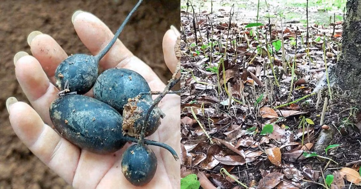Sự hình thành của nấm Wulingshen là một sự tình cờ và khả năng sinh trưởng rất thấp, chỉ khoảng dưới 1%. Vì vậy, loại nấm này ngày càng trở nên khan hiếm. Việc nhiều người đổ xô đi tìm kiếm đã dẫn đến tình trạng tận diệt và khó có thể tìm thấy số lượng lớn như trước đây.