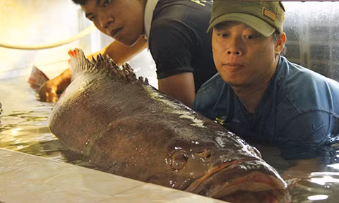 Cá mú thuộc loại cá biển, chúng được xem là loại cá dữ bởi có hàm to, răng sắc nhọn và là động vật ăn thịt. Chúng có kích thước, màu sắc đa dạng và phân loại cũng đa dạng không kém.