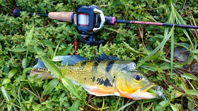Câu chuyện về cá hoàng đế mang lại sự quan tâm hơn khi chúng càng phát triển thì càng gây giảm nguồn tôm địa phương.