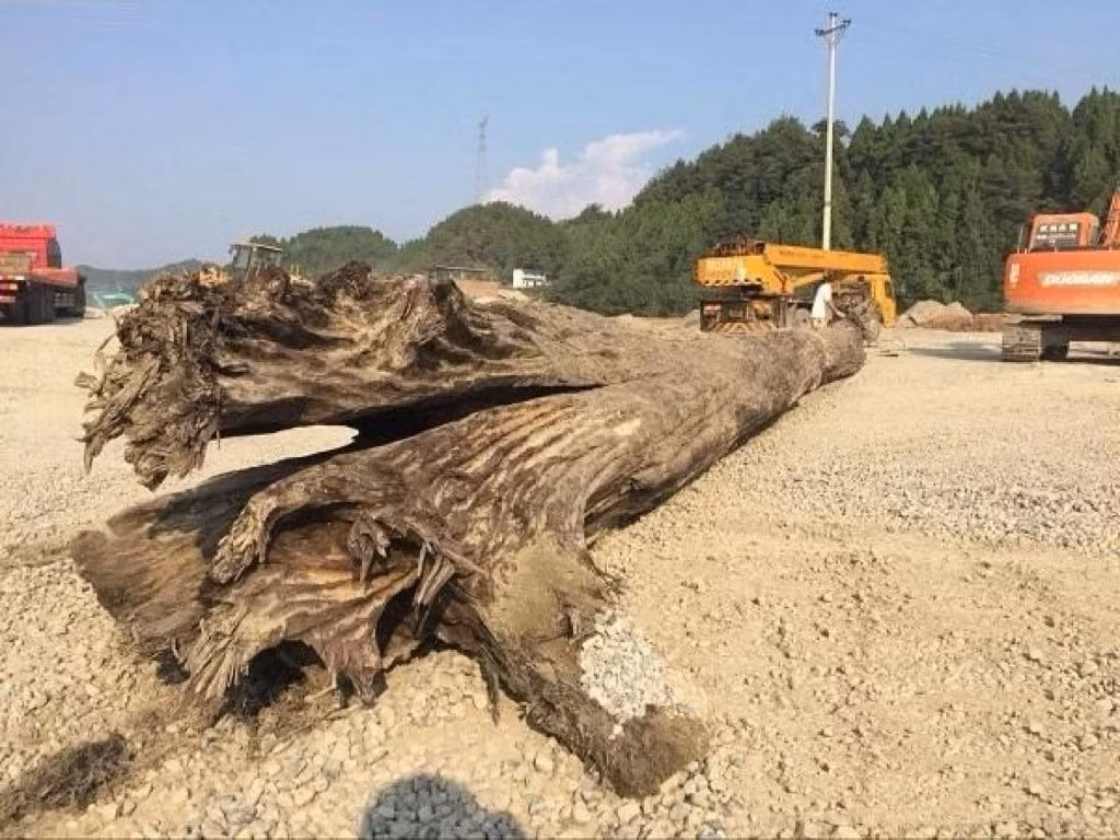 Các chuyên gia xác nhận rằng cây gỗ này là "Đông Phương thần mộc", loại gỗ âm trầm quý giá.