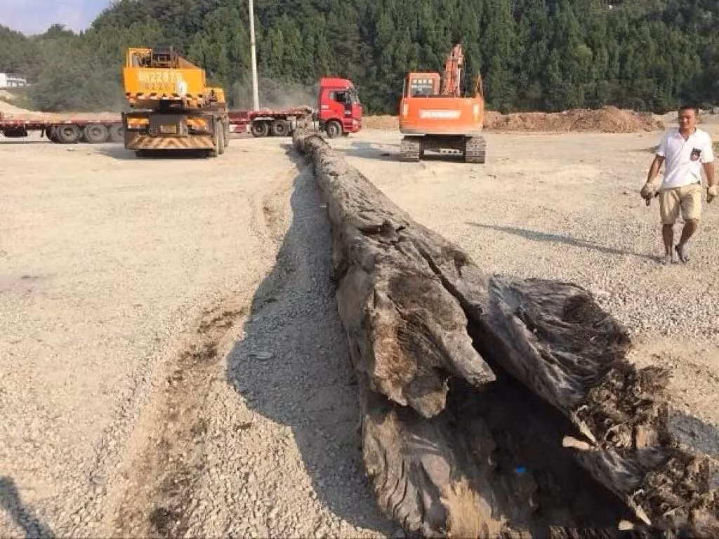 Cây gỗ có đường kính lên đến 1,5m, được đánh giá có giá trị kinh tế lớn, và đã được chôn dưới đất ít nhất 5.000-6.000 năm.