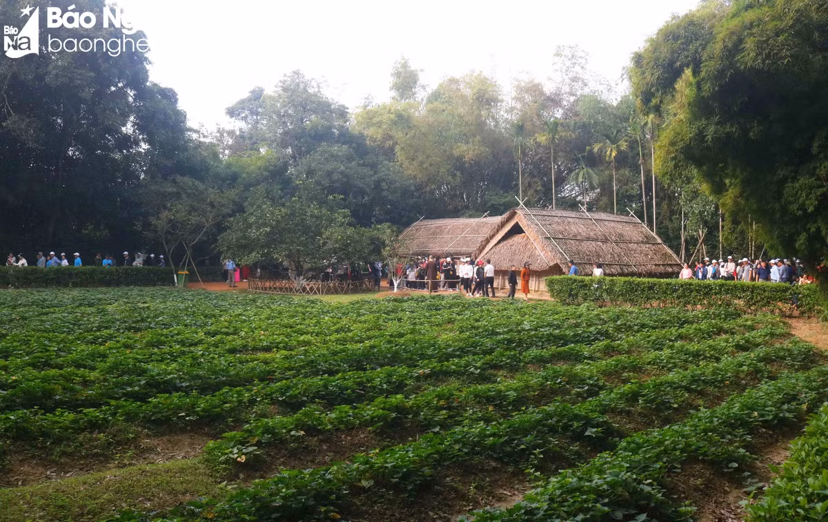 Ngôi nhà của gia đình Bác Hồ ở làng Sen thấp thoáng giữa vườn cây xanh tươi, đặc biệt là vườn khoai lang đang độ gối vồng, mang vẻ đẹp của làng quê yên bình. Ảnh: Huy Thư