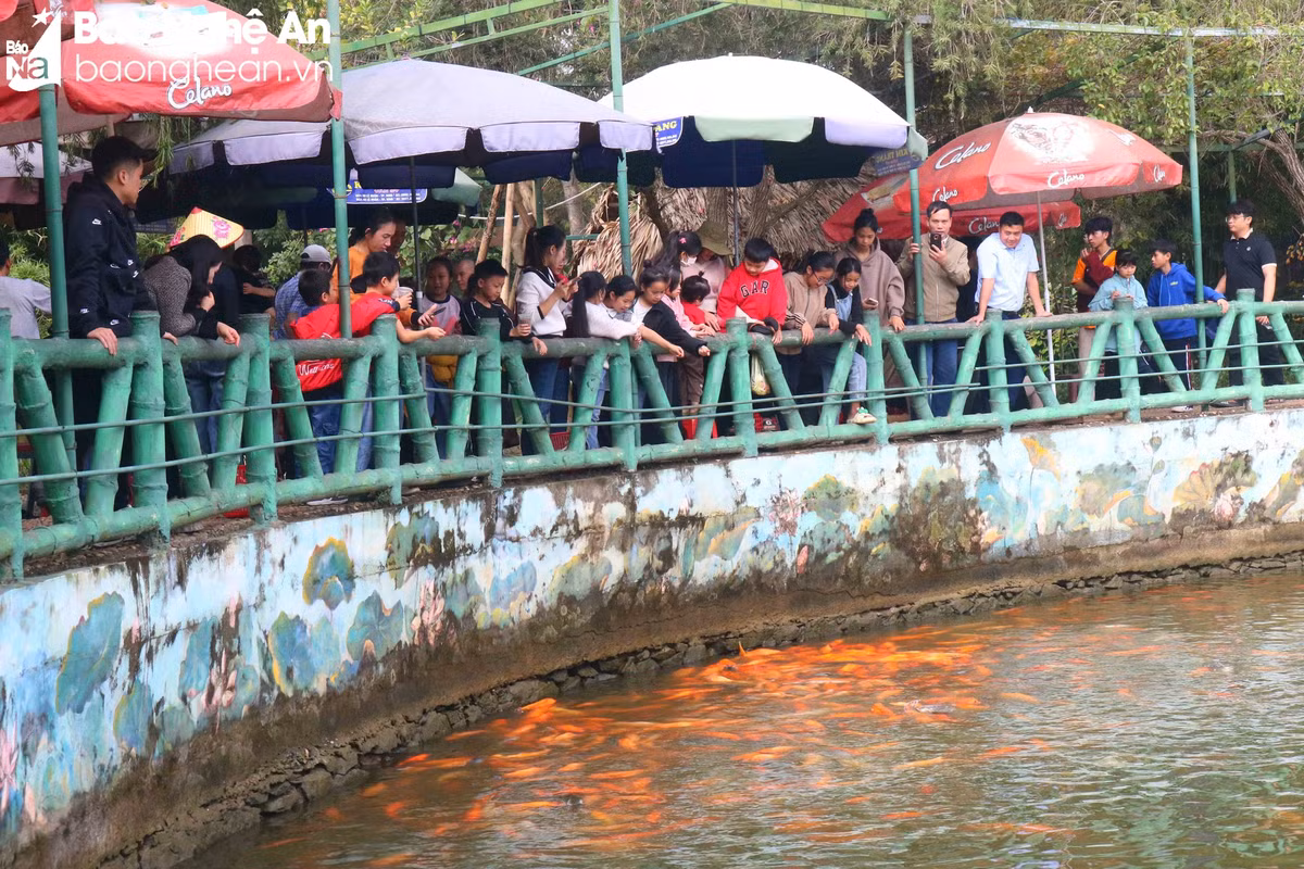 Ghé thăm Khu Di tích Kim Liên, mọi người có thể tham quan quê nội, quê ngoại Bác Hồ, đền Chung Sơn (xã Kim Liên) mộ bà Hoàng Thị Loan - thân mẫu Bác Hồ (xã Nam Giang), mua sắm những đặc sản của quê hương Nam Đàn để làm quà cho người thân... Trong ảnh: Du khách tham quan ao cá Bác Hồ ở làng Sen. Ảnh: Huy Thư