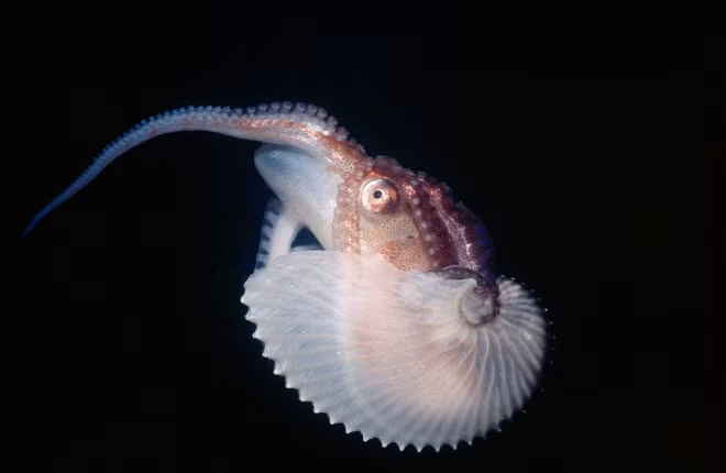 4. Bạch tuộc Argonaut: Argonaut đực có cơ quan sinh dục bên ngoài và nhỏ hơn nhiều so với con cái, khiến cho việc phân biệt giới tính trở nên khó khăn.