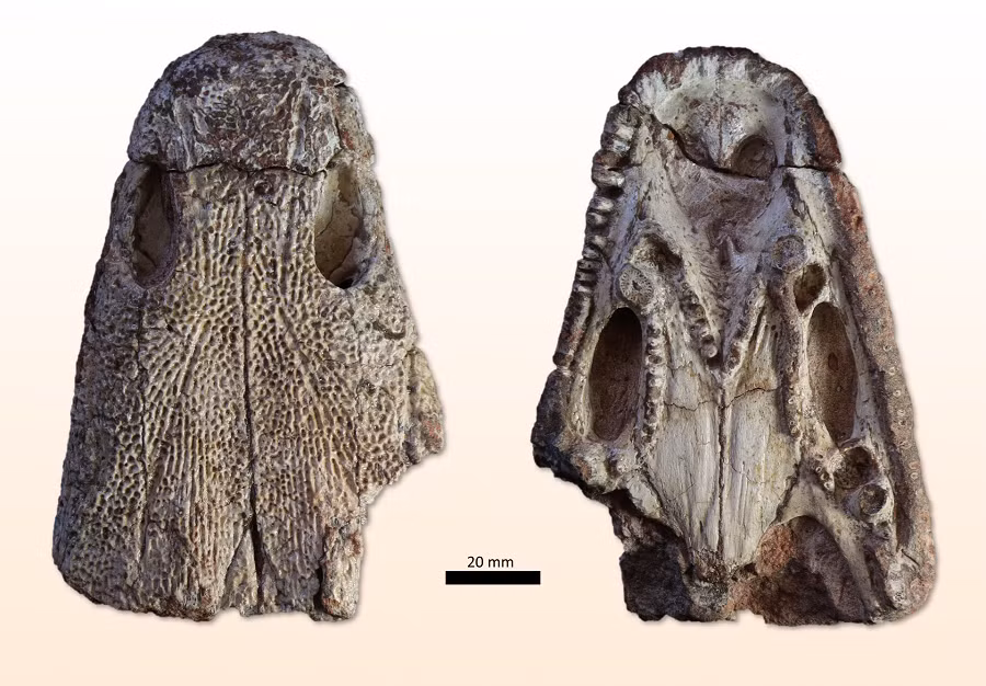 Sự xuất hiện của Kwatisuchus rosai ở Nam Mỹ cho thấy phân bố của dòng dõi này rộng lớn hơn so với dự đoán trước đó, khi các loài từ họ này trước đây chỉ được tìm thấy ở Đông Âu.