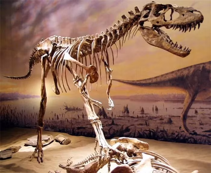 Trong dạ dày của Gorgosaurus chỉ thấy phần chân của Citipes, cho thấy nó ăn phần nhiều thịt nhất của con mồi và có thể do kích thước lớn của mồi khiến nó không thể nuốt hết được.