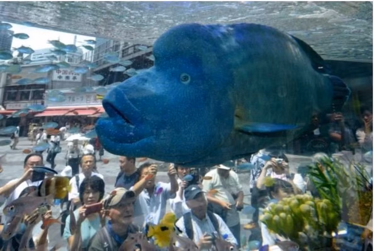 3. Cá đầu cừu (Sheepshead Wrasse): Loài cá kỳ dị này có nguồn gốc từ phía tây Thái Bình Dương, có phần đầu kỳ dị với cằm dài và trán nhô cao