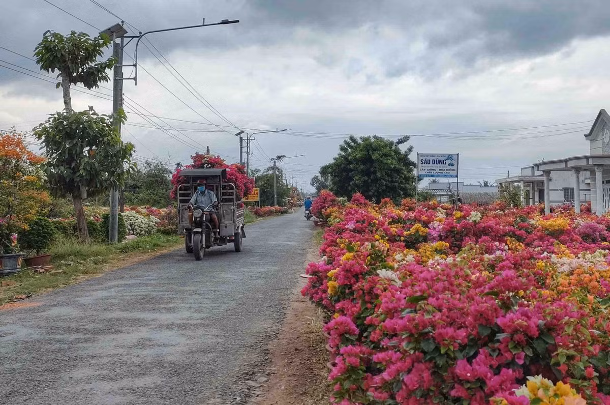 Theo Trang Thông tin điện tử du lịch Bến Tre, với thế mạnh nằm trên trục đường chính và được định hướng là sản phẩm du lịch chủ lực của địa phương, du khách đến làng hoa giấy Phú Sơn có thể chụp ảnh, tham quan, tiếp cận với người dân và kỹ thuật sản xuất hoa giấy. Ảnh: Đỗ Minh Tân