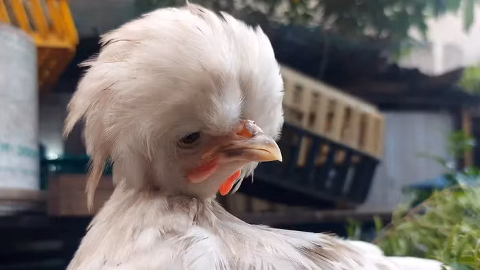 Mặc dù chiếc bờm lông trên đầu khiến chúng nổi bật và khác biệt, song nhúm lông này cũng khiến gà đôi khi bị che khuất tầm nhìn.