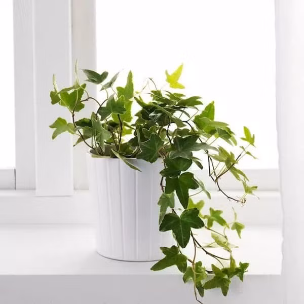 Vì thế, trồng một dàn thường xuân ở ban công hoặc bên hông nhà, ngoài cổng sẽ giúp bạn có được một không gian sinh hoạt xanh mướt lại tốt cho sức khỏe. Ngoài ra, loài cây này còn mang lại may mắn cho gia chủ.