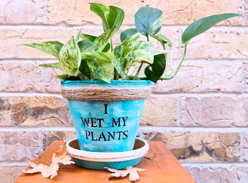 Cây trầu vàng: Cây trầu vàng là loài thực vật có hoa trong họ ráy (Araceae), có tên khoa học là Epipremnum aureum. Giống như nhiều cây dây leo khác, trầu bà vàng giúp khắc phục tình trạng có khí formaldehyde, carbon monoxide và benzene trong nhà.