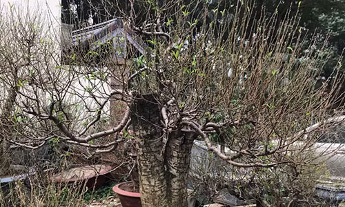 Nhiều ngày nay, dọc theo tuyến đường Lạc Long Quân đã bắt đầu tràn ngập không khí chào đón Tết Nguyên đán Canh Tý 2020, khi nhiều chủ vườn đào,bưởi cảnh đang tất bật với công việc vận chuyển cây xuống phố bày bán. Đào Nhật Tân cũng bắt đầu xuống phố, thời điểm này các chủ vườn mới tiến hành tuốt lá để chuẩn bị cho ra hoa.