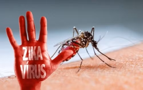 Bộ Y tế: Xác minh thông tin virus Zika gây rối loạn não người lớn Bo Y te: Xac minh thong tin virus Zika gay roi loan nao nguoi lon