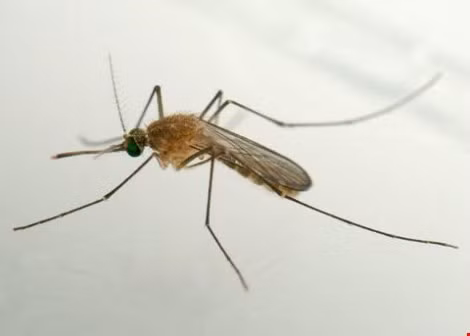 Trong những ngày gần đây, nước ta đã phát hiện 2 trường hợp dương tính với virus Zika ăn não người lây lan qua đường muỗi đốt khiến dư luận hết sức hoang mang lo lắng. Để chủ động phòng chống dịch bệnh, một trong những phương pháp đuổi muỗi đơn giản mà tiết kiệm chi phí tại nhà chính là dùng tinh dầu sả.