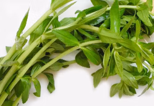 Rau ngổ. Rau ngổ còn gọi là cây rau om, ngổ trâu, thường mọc hoang ở ruộng nước, vùng lầy, có tác dụng trị sỏi thận, rắn cắn, đầy hơi, sổ mũi, viêm tấy đau nhức…