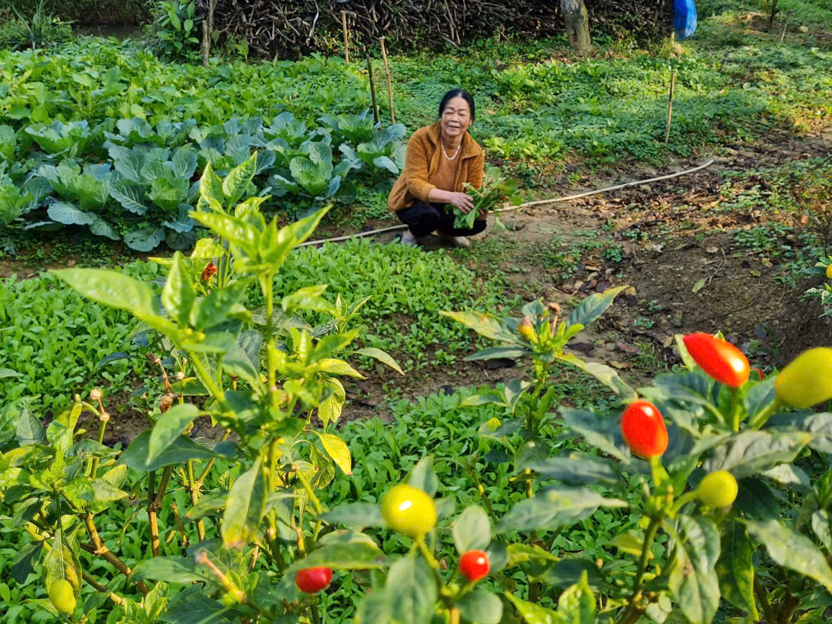  Chiều ba mươi, bông bưởi nào hé nụ, Gió đưa tin mùa xuân tỏa khắp vườn Hoa quất, hoa cam rơi trắng đất, Ong quên lối về, bay lạc trong hương
