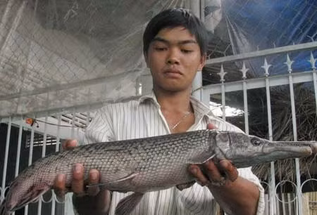 Cá sấu hỏa tiễn tại Vĩnh Long. Cá sấu hỏa tiễn với hình thù kỳ quái như có vẩy rắn, đầu cá sấu, thân hình trơn như cá lóc. Con cá lạ trong ảnh được anh Nguyễn Thành Nhàn (thị trấn Cái Vồn, huyện Bình Minh, tỉnh Vĩnh Long) dùng vợt bắt được trên sống Hậu vào tháng 5.2012. Khi bị bắt, cá nặng hơn 2 kg và thường phát ra tiếng kêu “khẹc, khẹc”. Ảnh: Thành Nhàn.