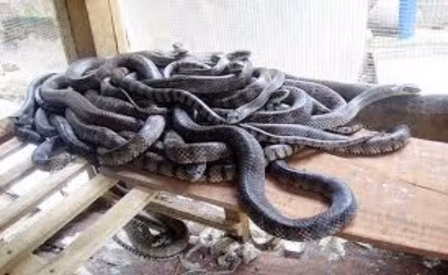 Trung bình mỗi ngày, các quán nhậu tiêu thụ từ 4 - 5kg rắn thương phẩm.