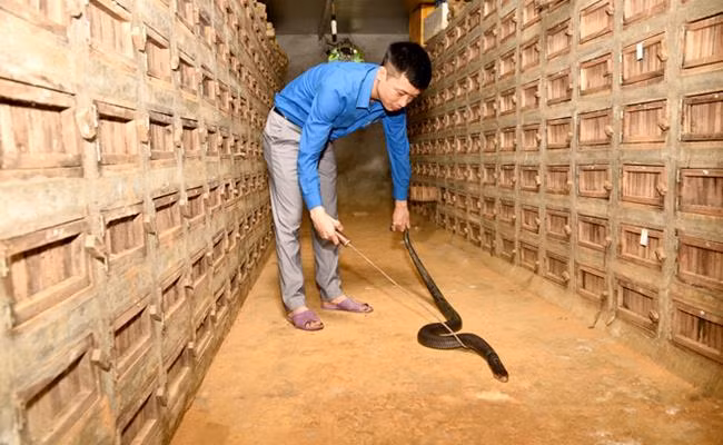 Nếu chăm sóc tốt, đúng kỹ thuật, đảm bảo nguồn thức ăn thì sau khoảng 10 - 12 tháng, rắn có thể đạt trọng lượng 1,5 - 2kg/con.