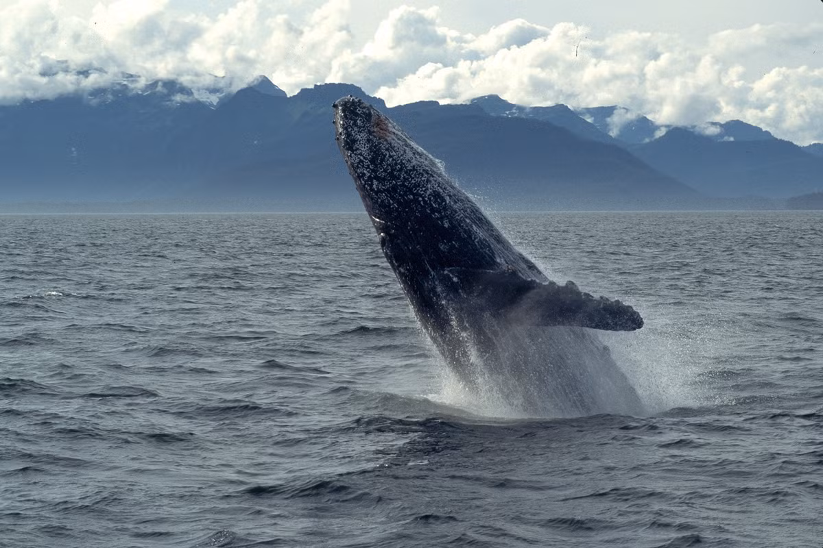 Cú nhảy lên mặt nước của cá heo lưng gù ở Frederick Sound, Alaska. Ảnh The Atlantic