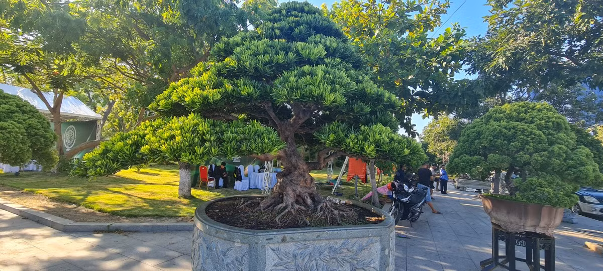 Tùng la hán hay còn gọi là tùng vạn niên được trồng nhiều ở các nước như Nhật Bản, Trung Quốc. Ở Việt Nam cũng có một số khu vực trồng loại này như ở Nam Định, Thanh Hoá, …