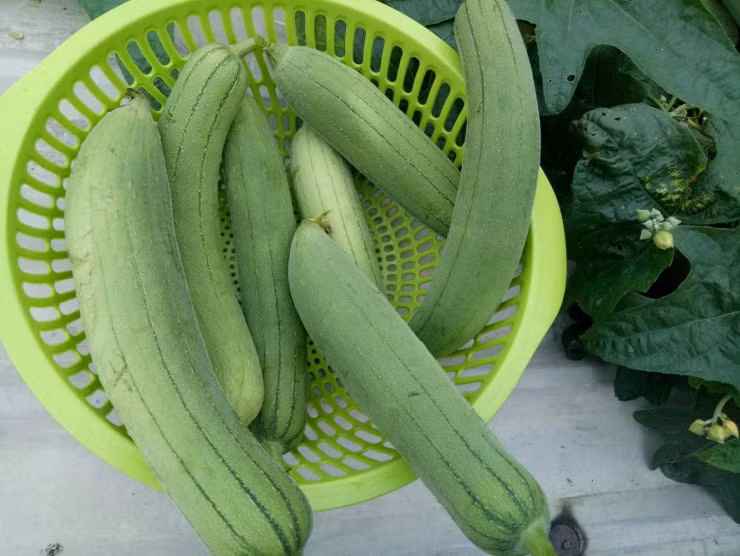Vì sao mướp được mệnh danh là “nhân sâm của người nghèo”? Vi sao muop duoc menh danh la “nhan sam cua nguoi ngheo”?