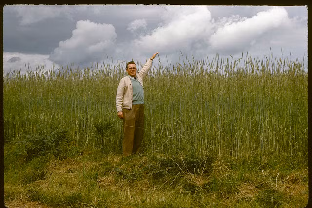 Người đàn ông đứng trên cánh đồng ở Rhineland ngày 24/6/1958.