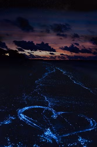 Puerto Mosquito, Puerto Rico: Bờ biển phát quang sáng nhất thế giới với làn nước huyền ảo và bầu trời lấp lánh những vì sao là lý do để nơi đây trở thành chốn thần tiên cho những lời thề ước gắn bó trọn đời.